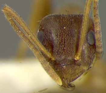 Media type: image; Entomology 30111   Aspect: head frontal view
